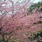 桜めぐり♪ 2018　～河津桜編～　※3/18 追記