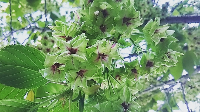 豊橋市 伏見稲荷の御衣黄桜 歌人 朝倉冴希の風花diary 花と短歌のblog