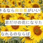 【自作短歌】できるなら向日葵がいい  君だけの花になりたいなれるのならば 　(朝倉冴希)