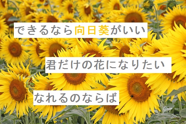 自作短歌 できるなら向日葵がいい 君だけの花になりたいなれるのならば 朝倉冴希 歌人 朝倉冴希の風花diary 花と短歌のblog