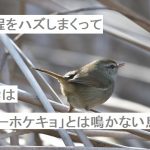 【自作短歌】音程をハズしまくって鶯は「ホーホケキョ」とは鳴かない鳥だ　(朝倉冴希)