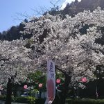かわね桜まつりと春のSL　2019