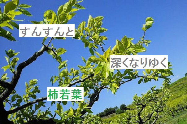 俳句 皮つきの竹揺らしたる青嵐 すんすんと深くなりゆく柿若葉 歌人 朝倉冴希の風花diary 花と短歌のblog