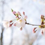【今日の短歌】今年より春しりそむる桜花ちるといふことは習はざらなん　(紀貫之)