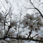 【今日の短歌】花見にと群れつつ人の来るのみぞあたら桜のとがにはありける　(西行)