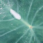 【今日の短歌】芋の葉にこぼるる玉のこぼれこぼれ子芋は白く凝りつつあらむ　(長塚節)