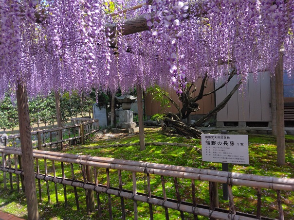 今日の短歌 いかにせむ都の春も惜しけれどなれし東の花やちるらん 熊野御前 歌人 朝倉冴希の風花diary 花と短歌のblog