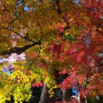 【今日の短歌】秋くれて深き紅葉は山ひめのそめける色のかざりなりけり　(藤原定家)