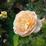 【今日の短歌】香の高き薔薇の名はケアレス・ラブといふ二つくらゐは誰にもあらむ（米川千嘉子）